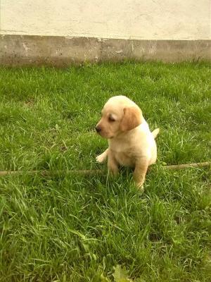 Vand Labrador