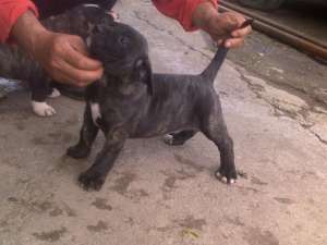 catei presa canario