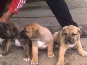 catei presa canario