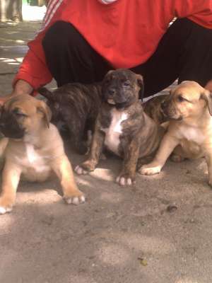 catei presa canario