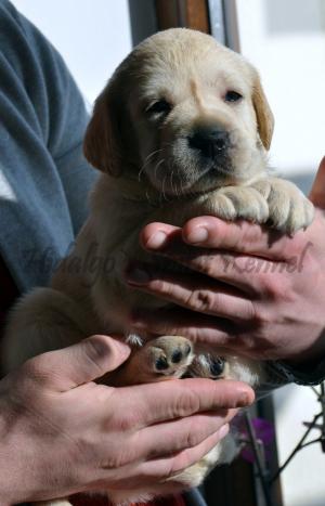Pui Labrador Retriever cu Pedigree tip A