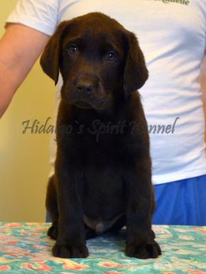 Pui Labrador Retriever cu Pedigree tip A