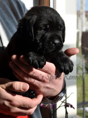 Pui Labrador Retriever cu Pedigree tip A