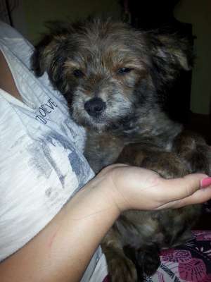 Ofer spre adoptie Bichon Iasi