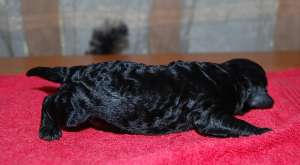 Vand catei caniche pitic (toy) de culoare neagra