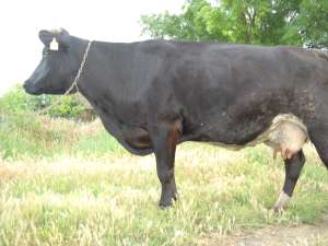 vaca 4ani si 7luni