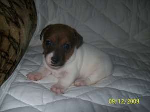 Vand puiuti Jack Russell