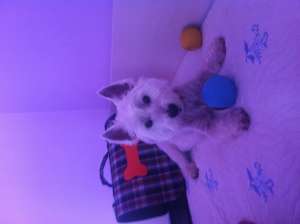 Westie mascul monta