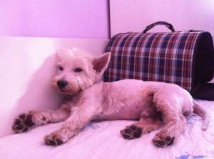 Westie mascul monta