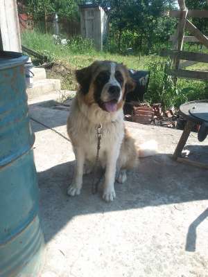 Catelusa Saint Bernard