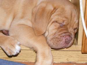 VAND PUI DOGUE DE BORDEAUX