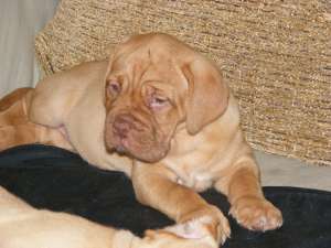 VAND PUI DOGUE DE BORDEAUX