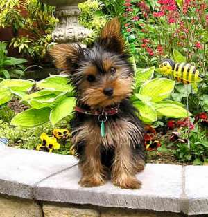 Vand yorkshire-terrier toy