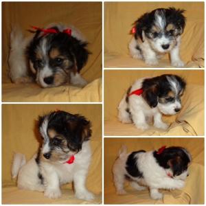 Vand puiuti bichon havanez multicolori