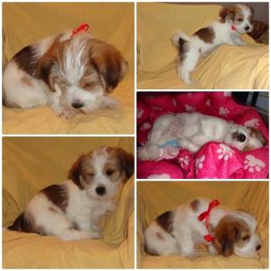Vand puiuti bichon havanez multicolori