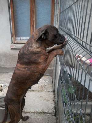 Ofer spre monta Femela Boxer