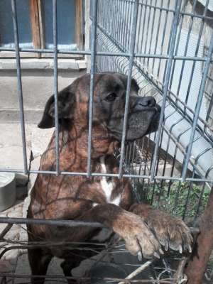 Ofer spre monta Femela Boxer