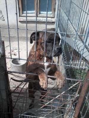 Ofer spre monta Femela Boxer