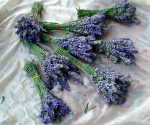FLORI DE LAVANDA