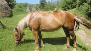 Iapa pentru munci agricole
