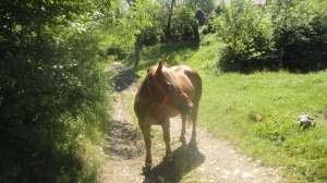 Iapa pentru munci agricole