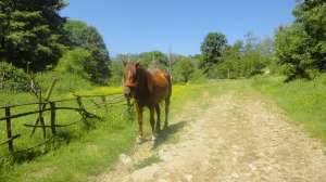 Iapa pentru munci agricole