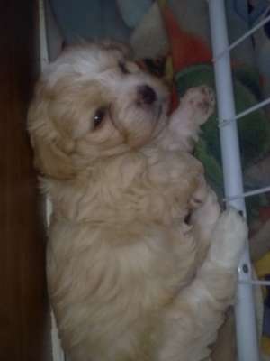 bichon maltez