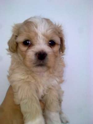 bichon maltez