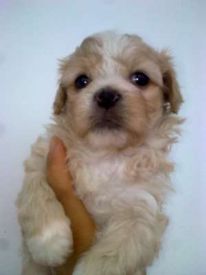 bichon maltez