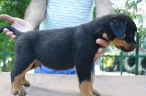 Vand caini Rottweiler