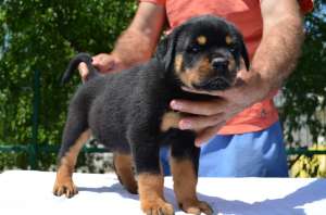 Vand Pui din Rottweiler