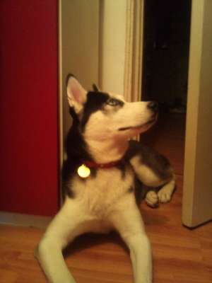 caut femela husky pentru imperechere