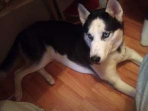 caut femela husky pentru imperechere
