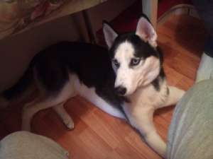 caut femela husky pentru imperechere
