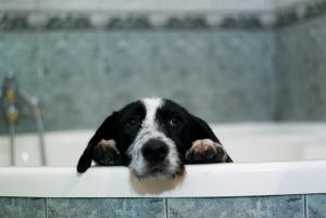 Oferim spre adoptie terrierul Trumpy