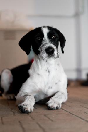 Oferim spre adoptie terrierul Trumpy