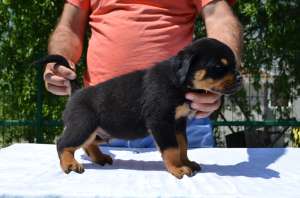 Vand Rottweiler