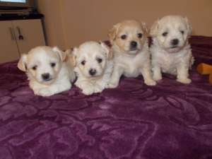 Pui Bichon