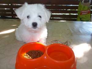 Pui Bichon