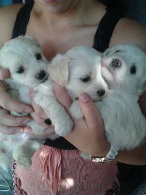 Pui Bichon