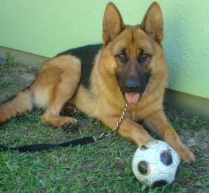 DRESAJ CANIN
