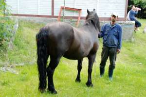 Vand cal negru semi-greu