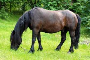 Vand cal negru semi-greu