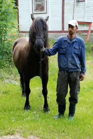 Vand cal negru semi-greu