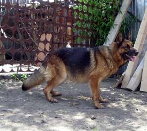 pui ciobanesc german din parinti cu pedigree