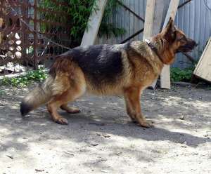 pui ciobanesc german din parinti cu pedigree