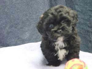 vand bichonei havanese maro sau negrii accept si schimburi