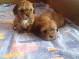 vand bichonei havanese maro sau negrii accept si schimburi