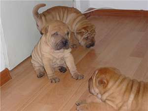 crescator vand pui shar pei extra cutati