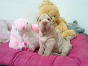 crescator vand pui shar pei extra cutati
